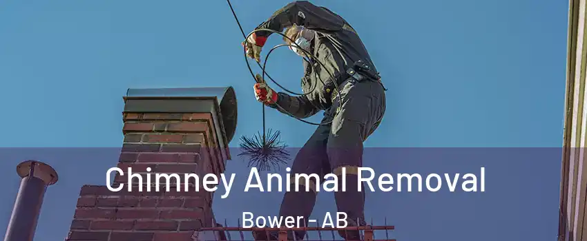 Chimney Animal Removal Bower - AB