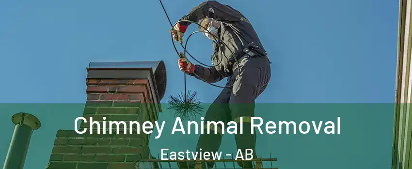 Chimney Animal Removal Eastview - AB