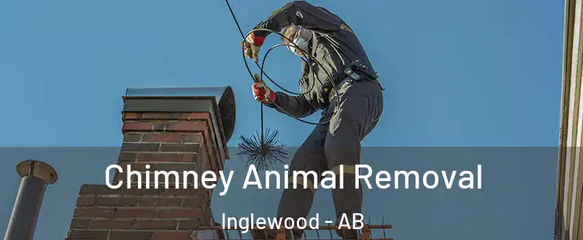 Chimney Animal Removal Inglewood - AB