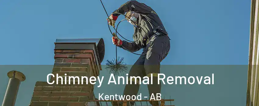 Chimney Animal Removal Kentwood - AB