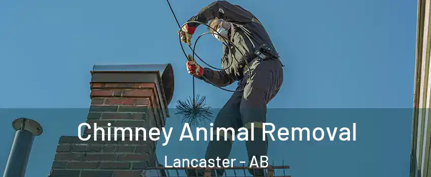 Chimney Animal Removal Lancaster - AB
