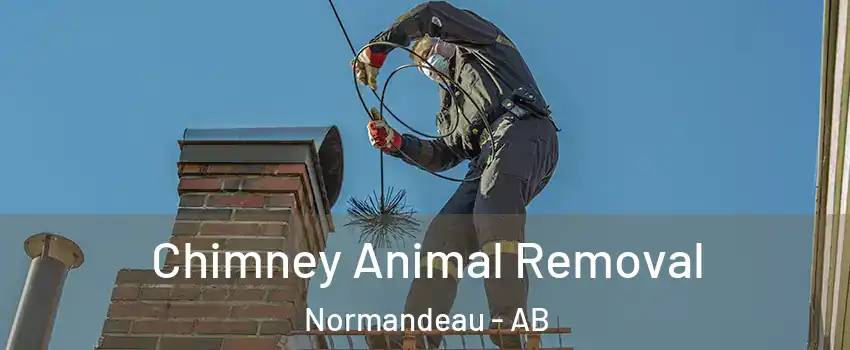 Chimney Animal Removal Normandeau - AB