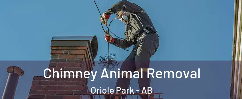 Chimney Animal Removal Oriole Park - AB