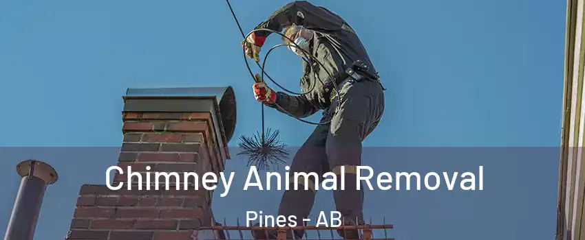  Chimney Animal Removal Pines - AB
