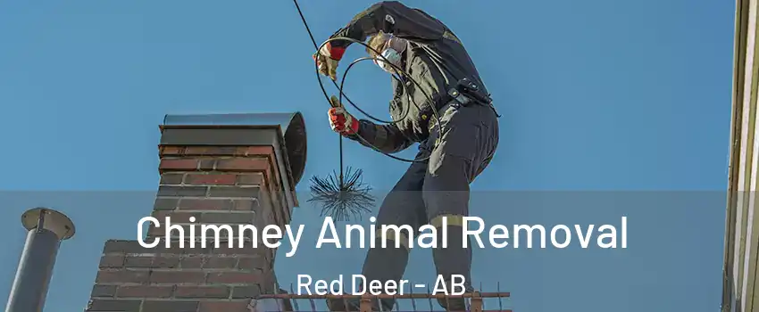 Chimney Animal Removal Red Deer - AB