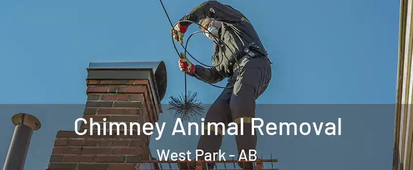Chimney Animal Removal West Park - AB