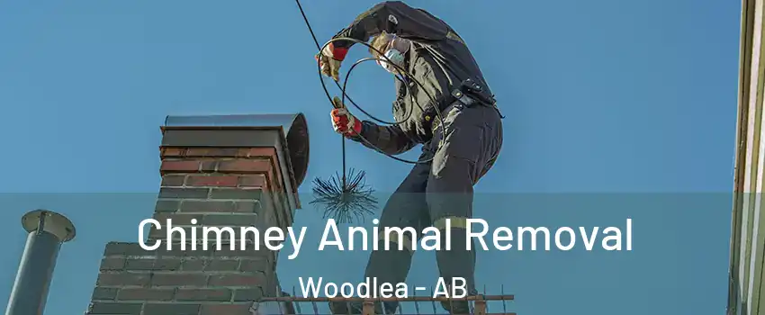 Chimney Animal Removal Woodlea - AB